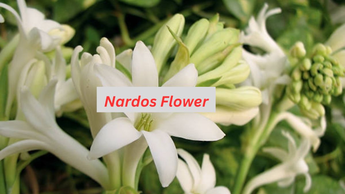 Nardos flower