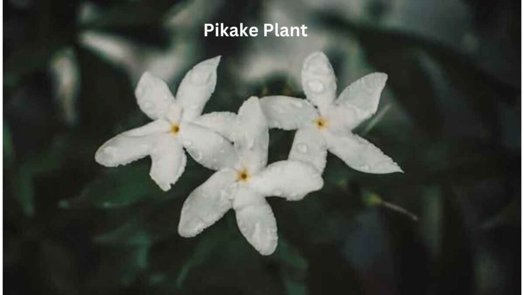 What is A Pikake Flower