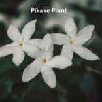 What is A Pikake Flower