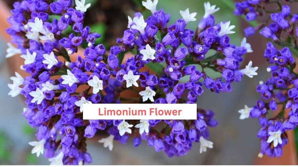 Limonium Flower