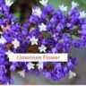 Limonium Flower