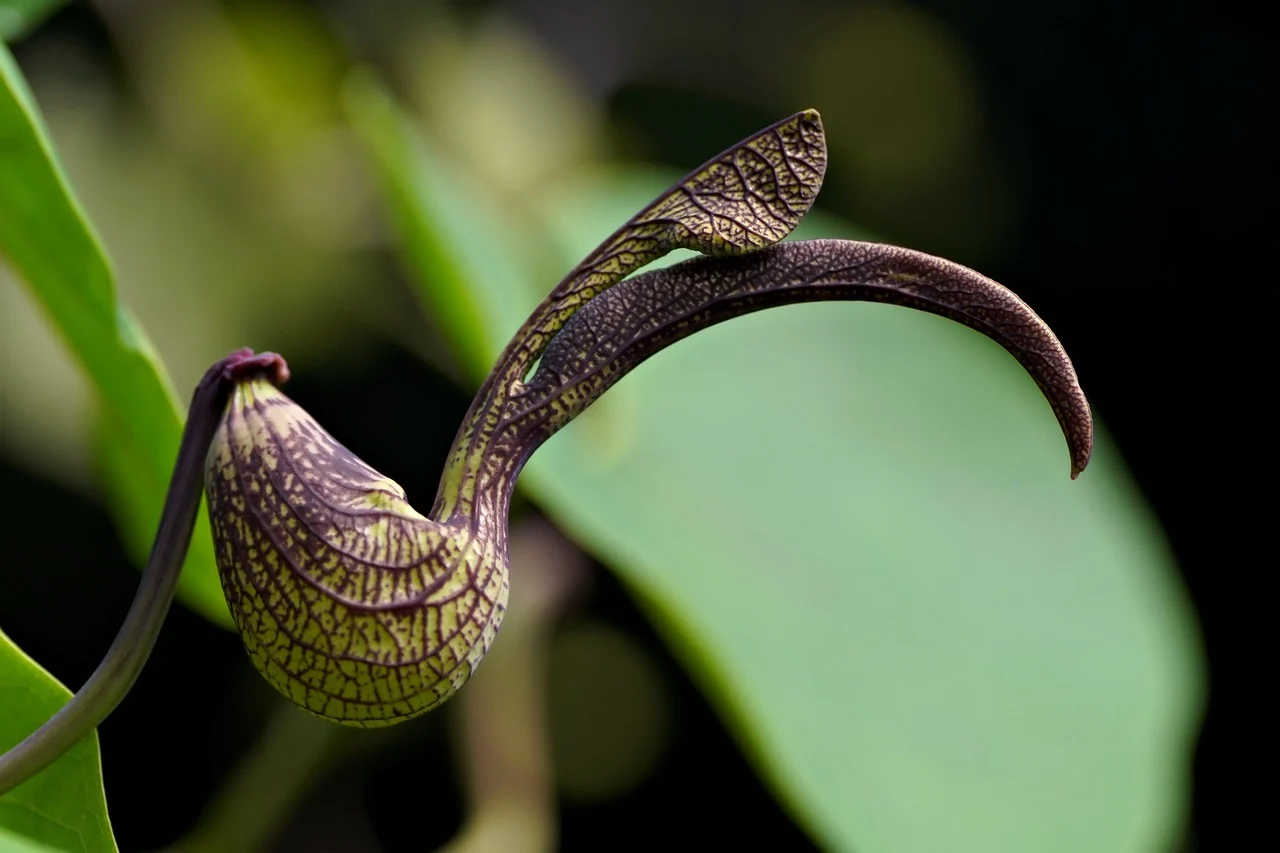 What is Duck Flower