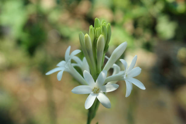 Tuberose (Nardos flower)