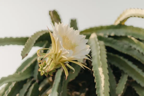 Kadupul flower