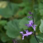 Blue Spur Flower Medicinal Uses and Benefits