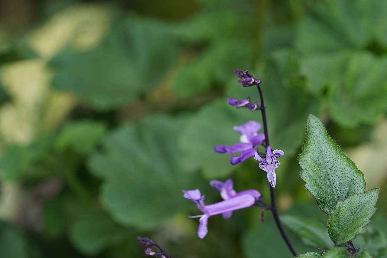 Blue spur flower