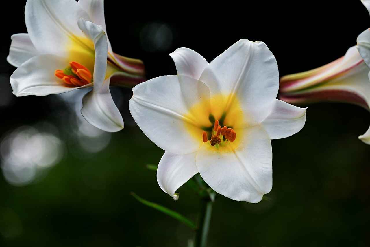 Azucena flower