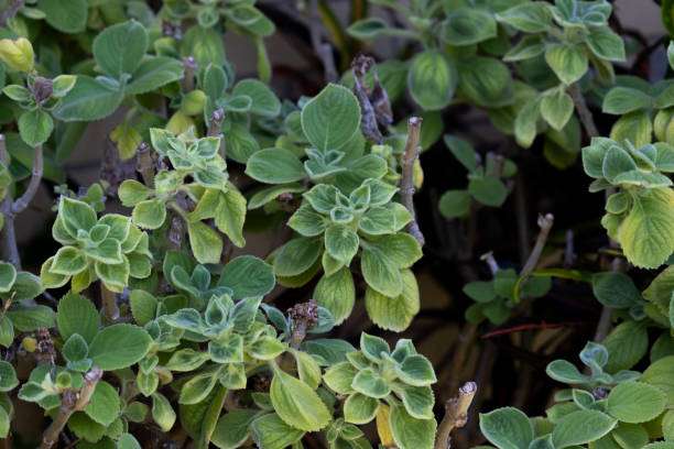 blue spur flower benefits