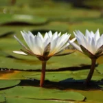 Guyana National Flower