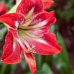 Amaryllis belladonna