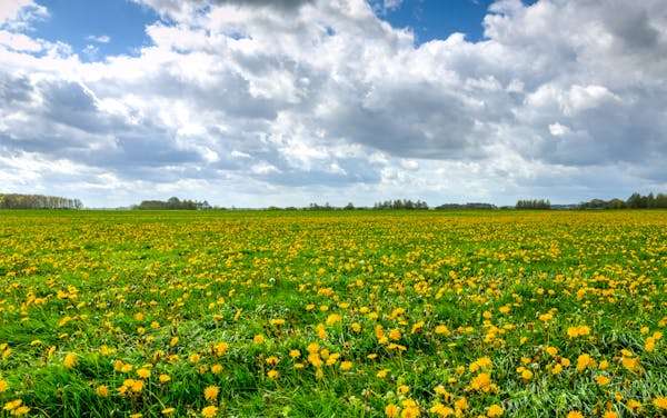 Invasive Tall Weeds With Yellow Flowers