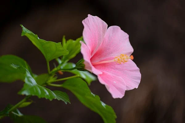 What is Korean National Flower