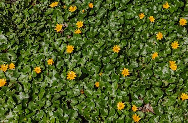 Invasive Tall Weeds With Yellow Flowers