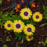 Invasive Tall Weeds With Yellow Flowers