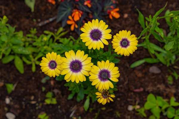 Invasive Tall Weeds With Yellow Flowers