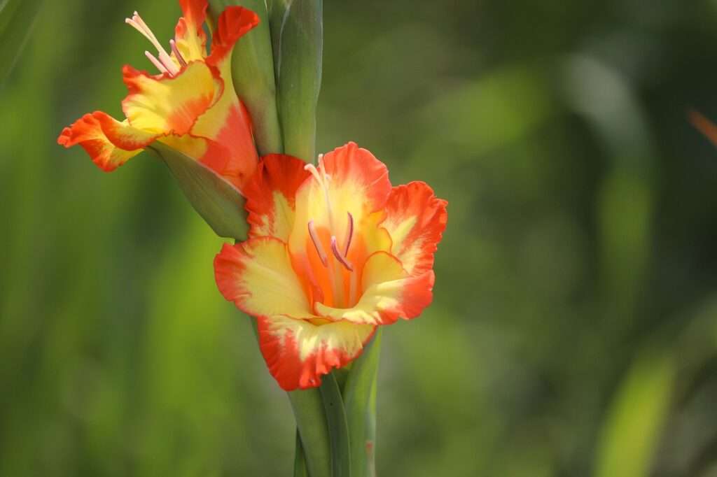 Can I plant a Gladiolus Bulb in a Pot