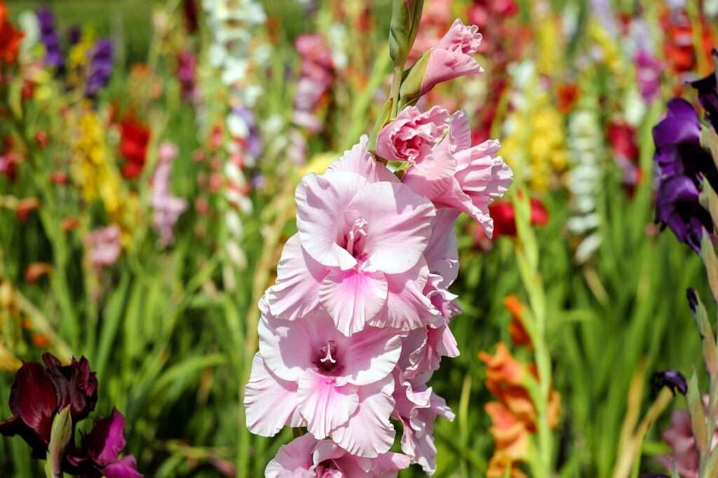 Can I plant a Gladiolus Bulb in a Pot