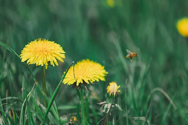 Invasive Tall Weeds With Yellow Flowers