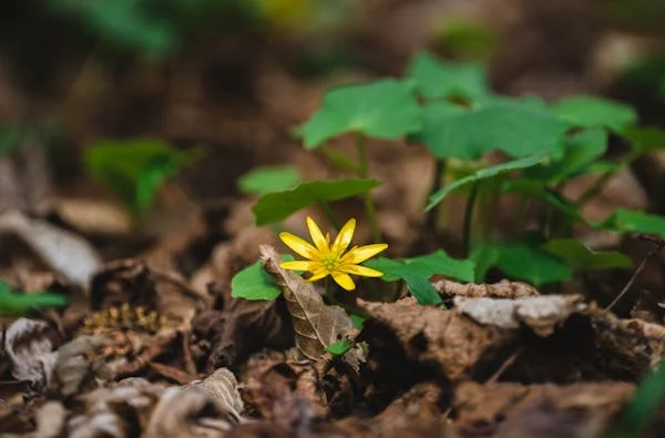 Invasive Tall Weeds With Yellow Flowers