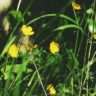 yellow flower weeds in fields