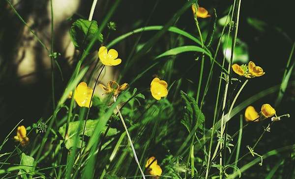 yellow flower weeds in fields