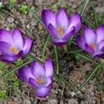 can you grow saffron in the USA