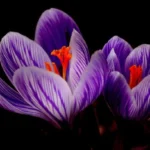 why is saffron hard to grow