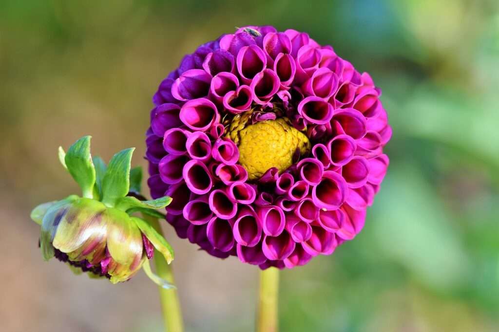 Black Dahlia Flower