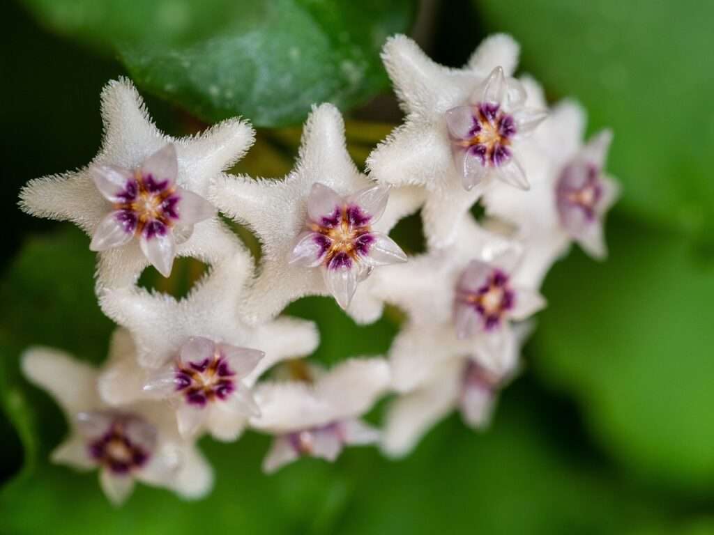 hoya black margin flower