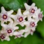 hoya black margin flower