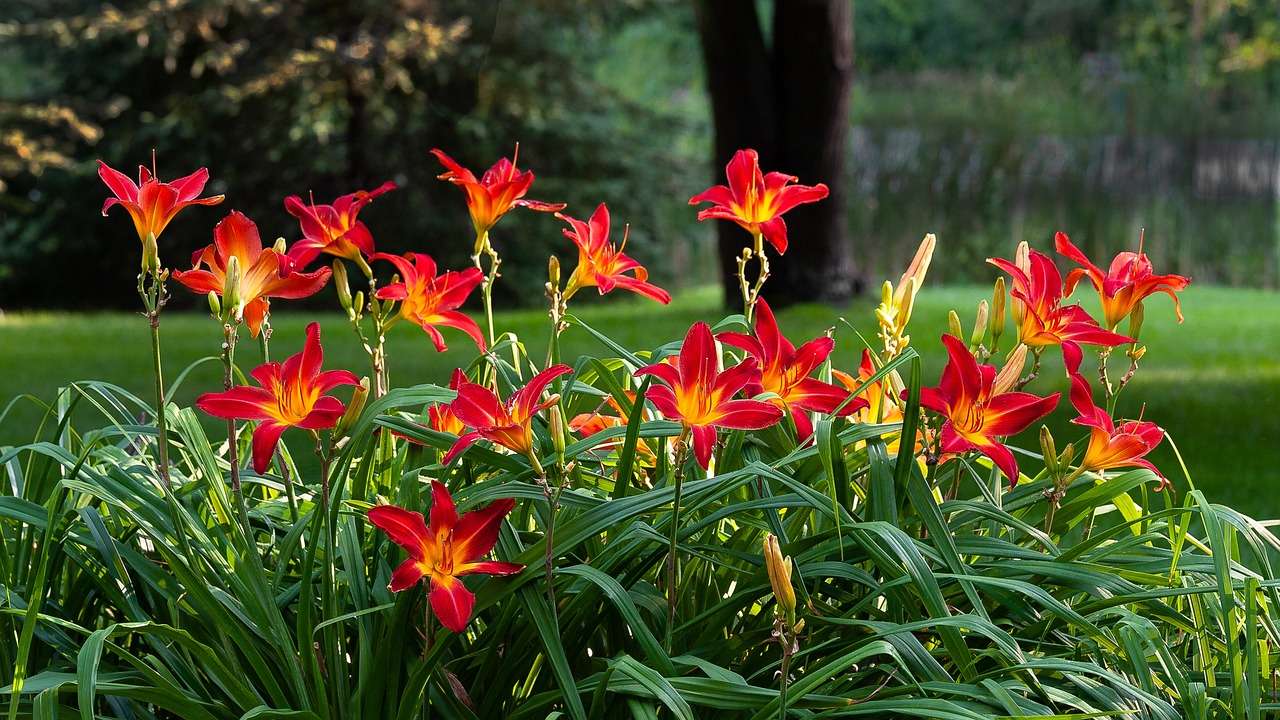 Low Maintenance Flowers That Bloom All Year 