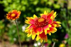 Gaillardia