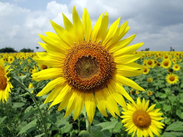 sunflower/leo flower