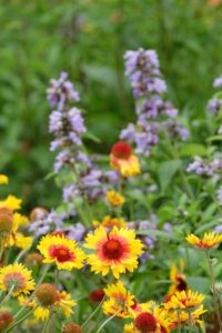 Gaillardia