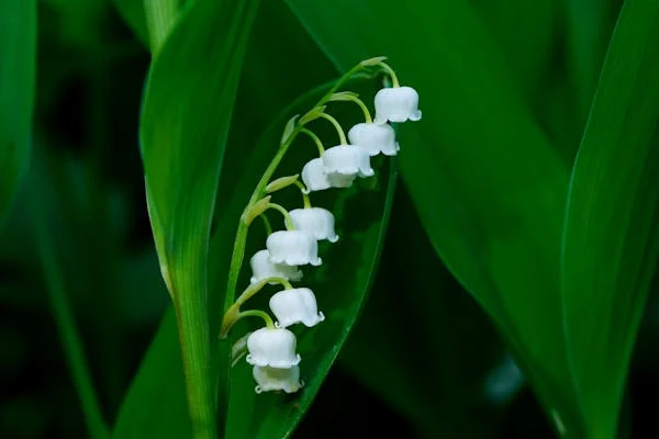 Taurus Flower