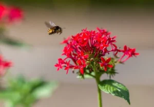 pentas flower