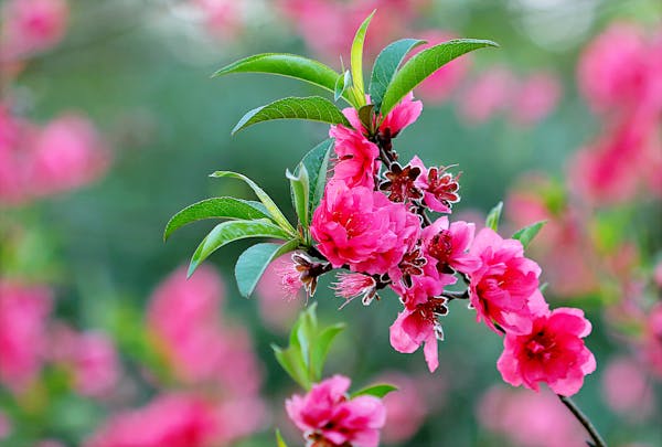 Top 10 Flowers That Bloom All Year 