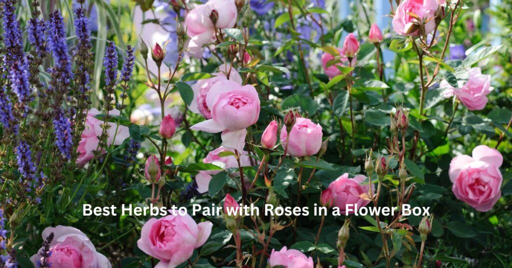 Best Herbs to Pair with Roses in a Flower Box