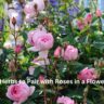 Best Herbs to Pair with Roses in a Flower Box